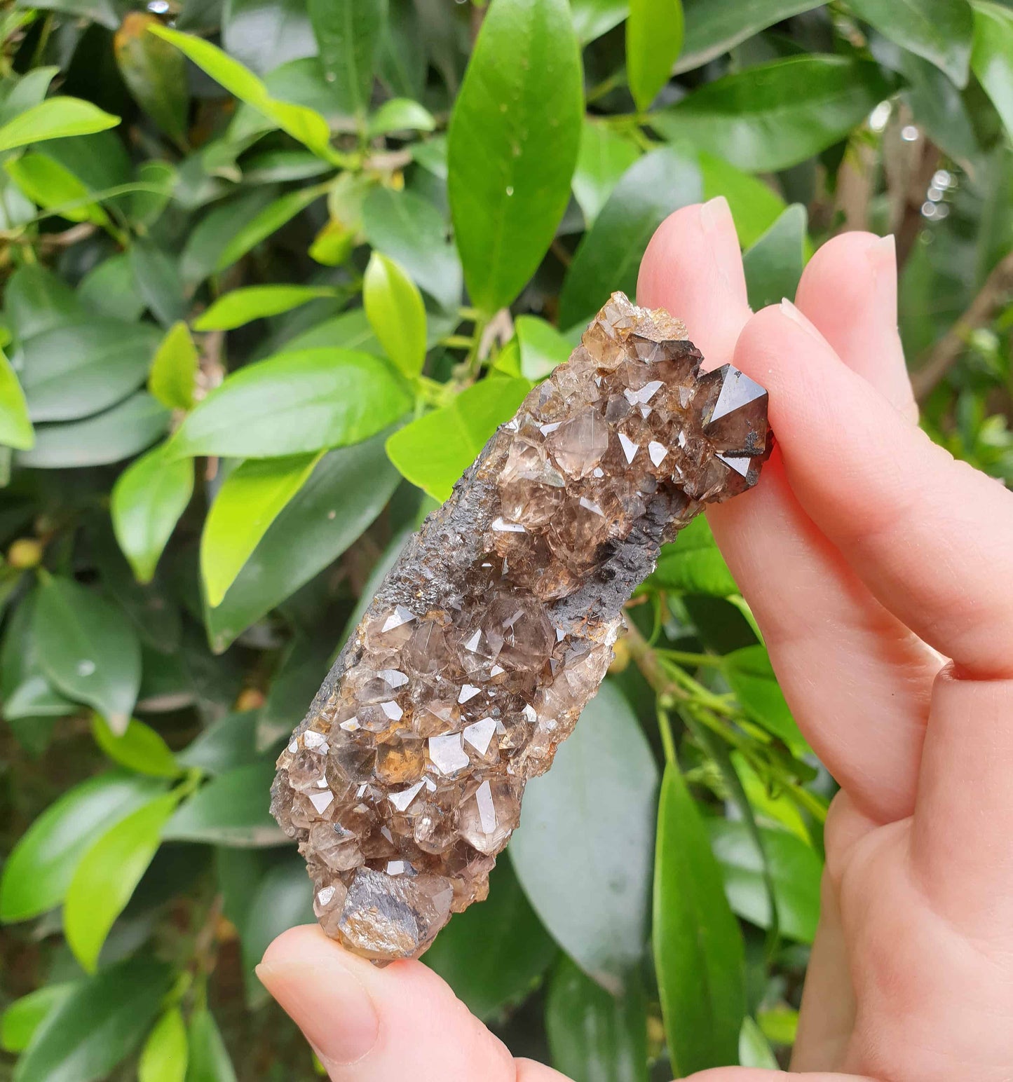 Australian Smoky Quartz Cluster